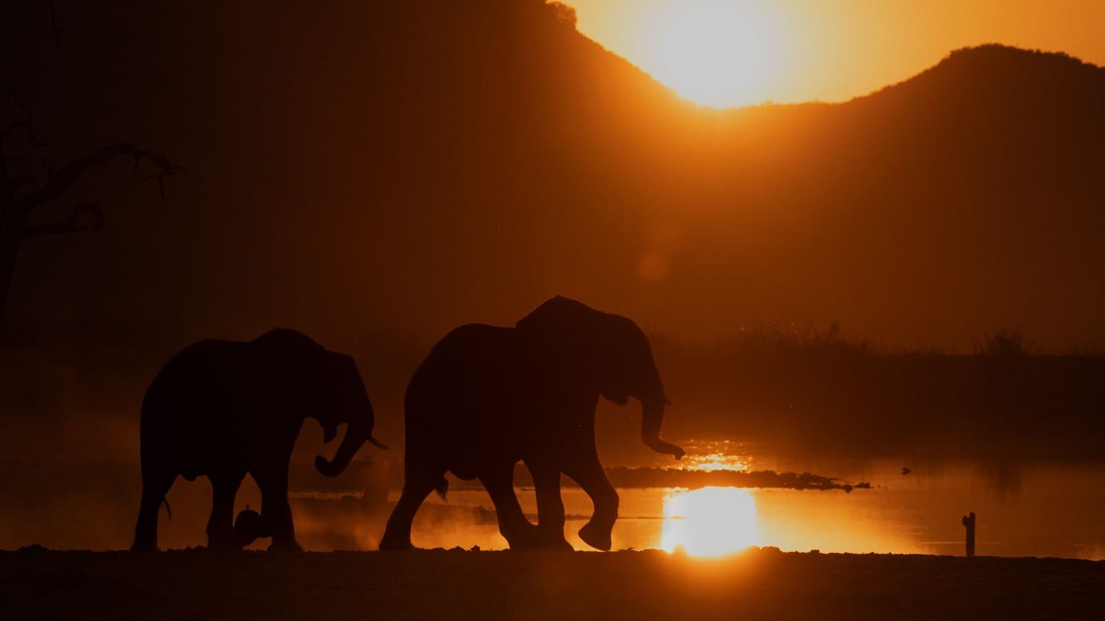 Elephant - elephant, african-elephant