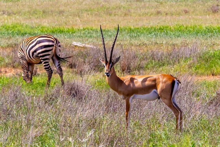 Antelope - deer, antelope