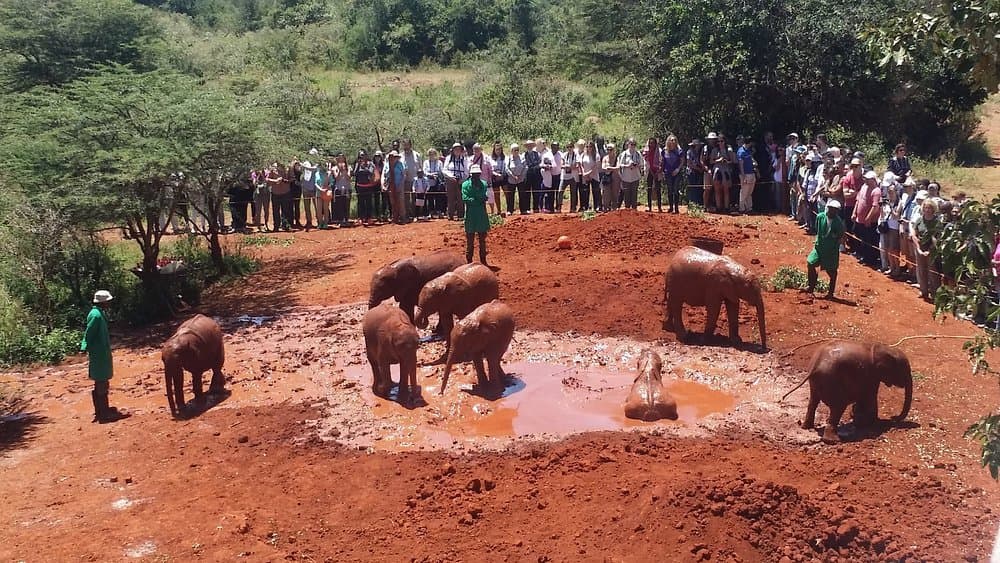 Elephant - elephant, terrestrial-animal