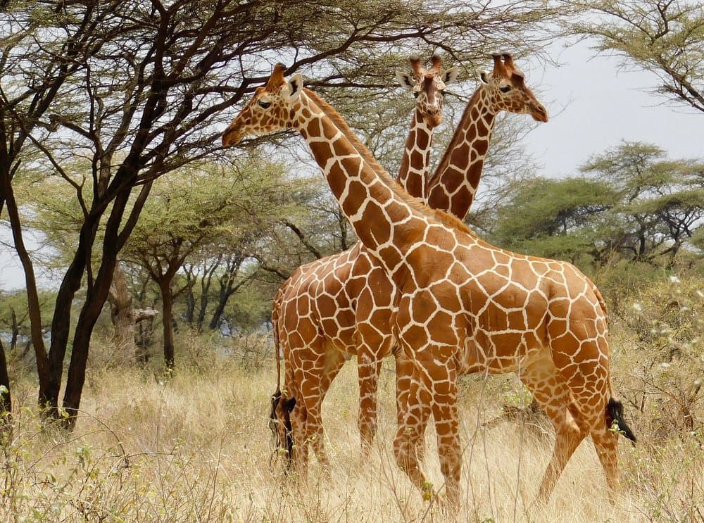 Giraffe - giraffids, giraffe
