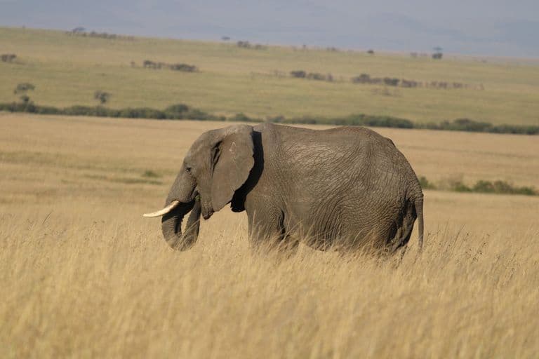 Elephant in Kenya - elephant, natural-environment