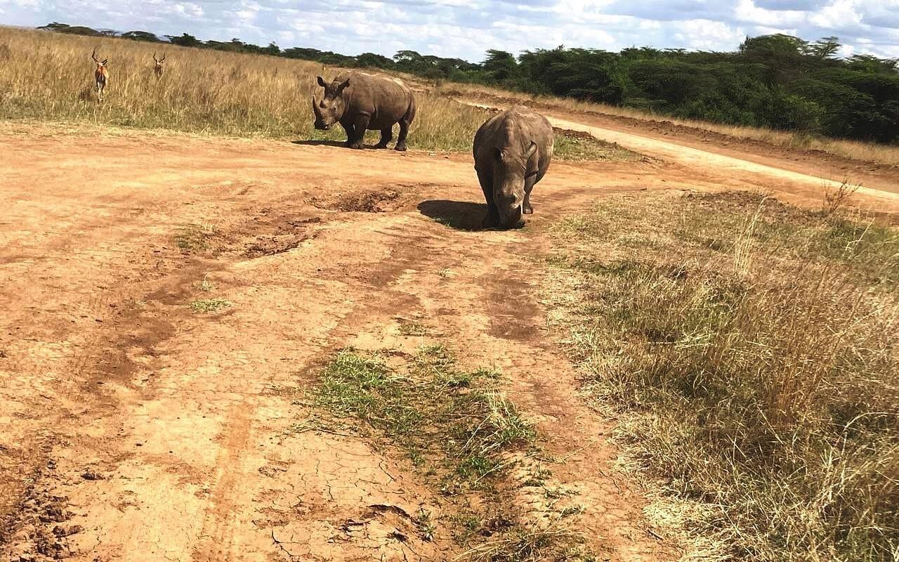 Elephant in Kenya - rhinoceros, black-rhinoceros