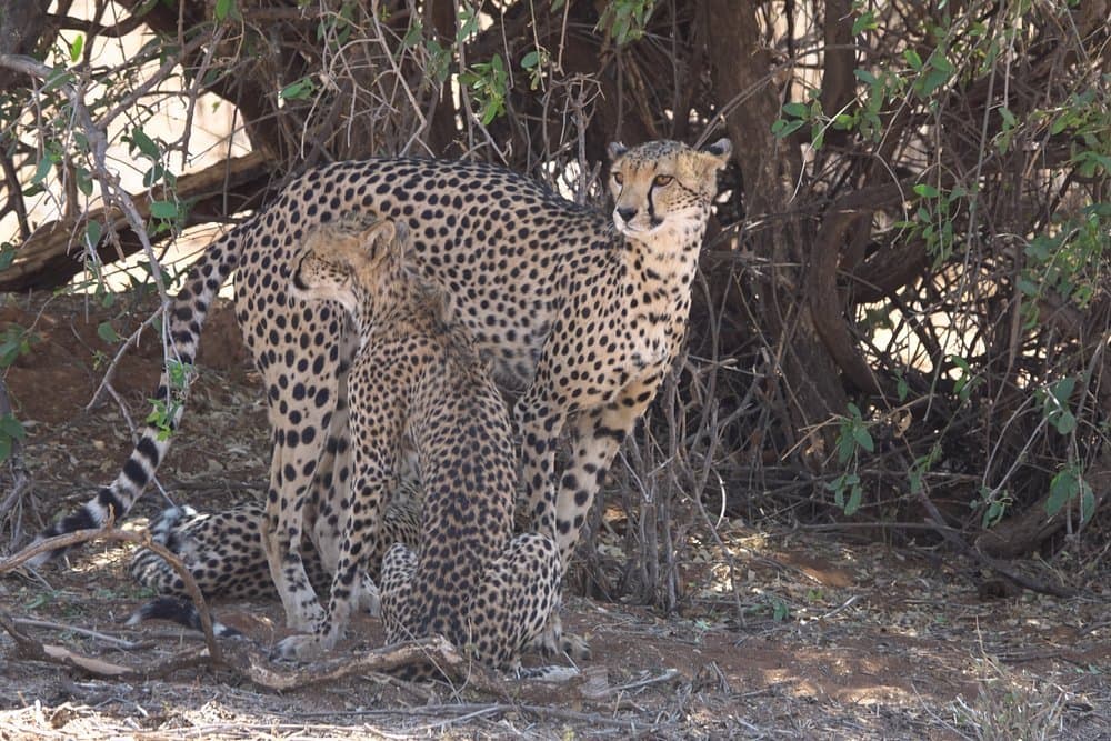 Cheetah and Leopard in Kenya - felidae, carnivores