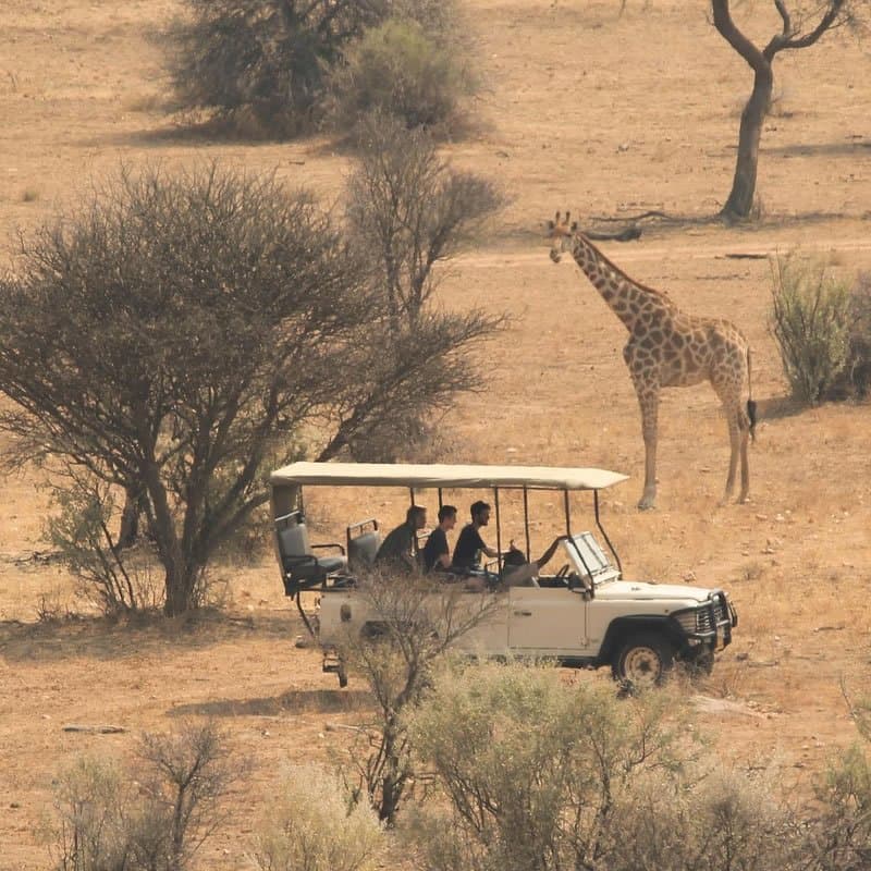 Giraffe in Kenya - giraffe, terrestrial-animal