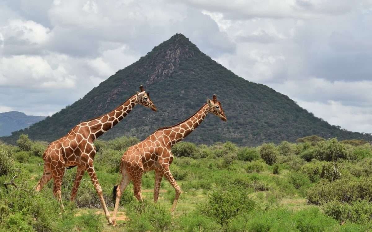 Giraffe in Kenya - giraffids, giraffe