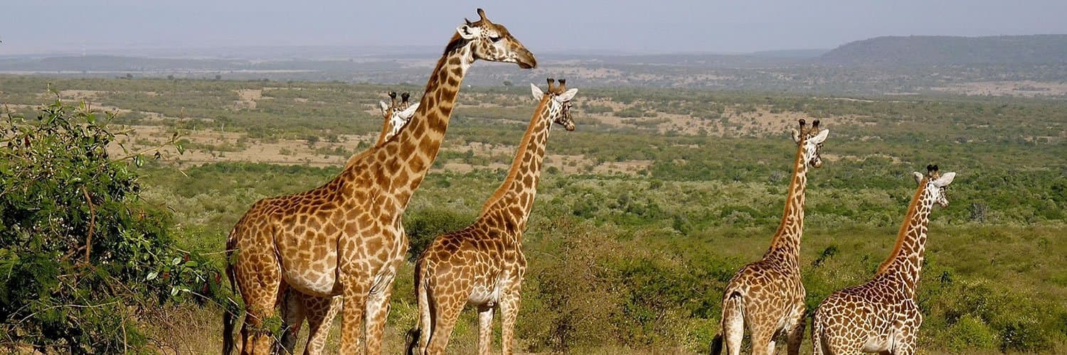 Giraffe in Kenya - giraffids, giraffe