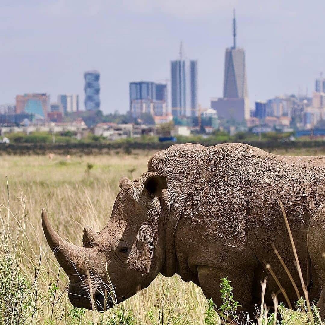 Wildlife in Kenya - rhinoceros, vertebrate