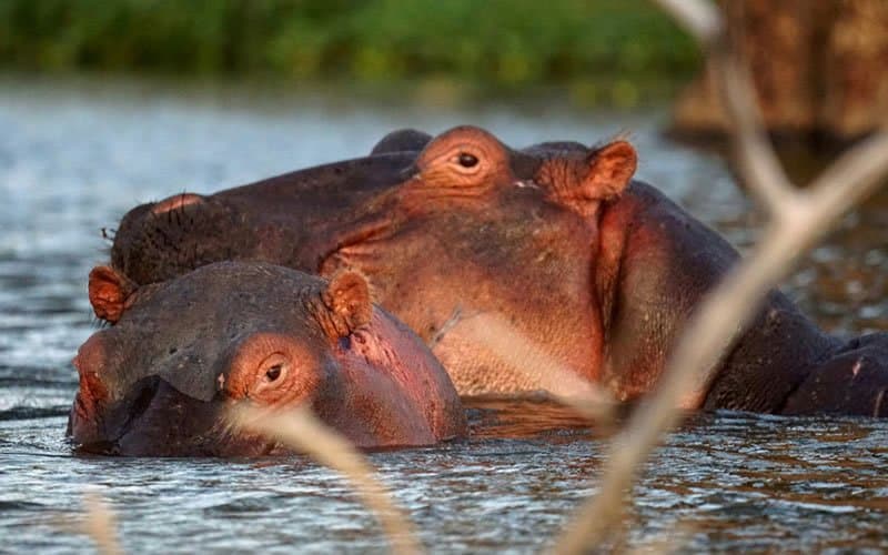 Hippo in Kenya - snout, terrestrial-animal