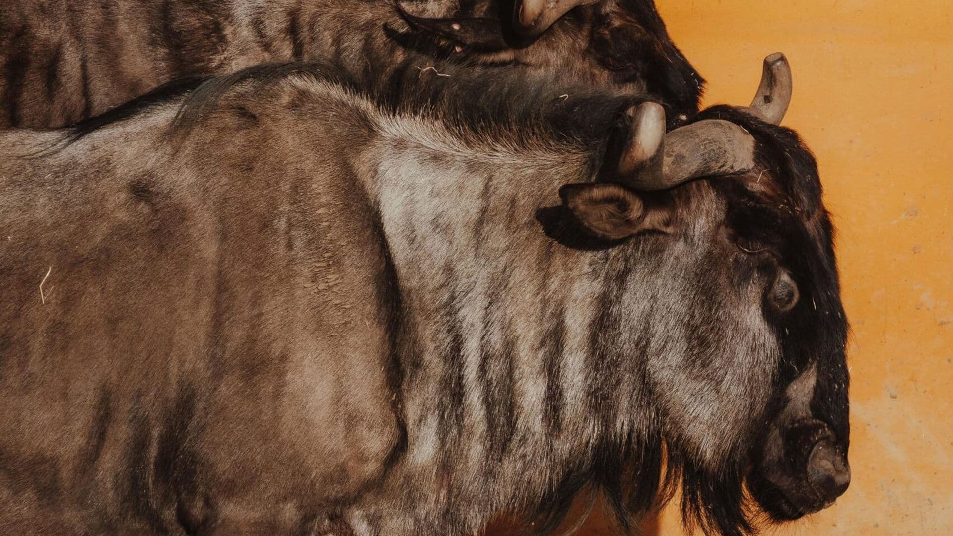 Wildebeest in Kenya - terrestrial-animal, wildebeest