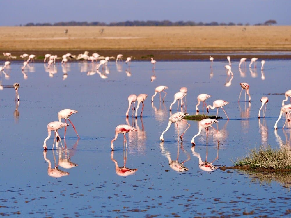 Wildlife in Kenya - water-resources, phoenicopterus