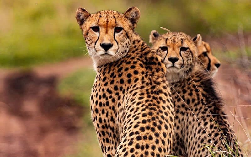 Cheetah and Leopard in Tanzania - felidae, carnivores