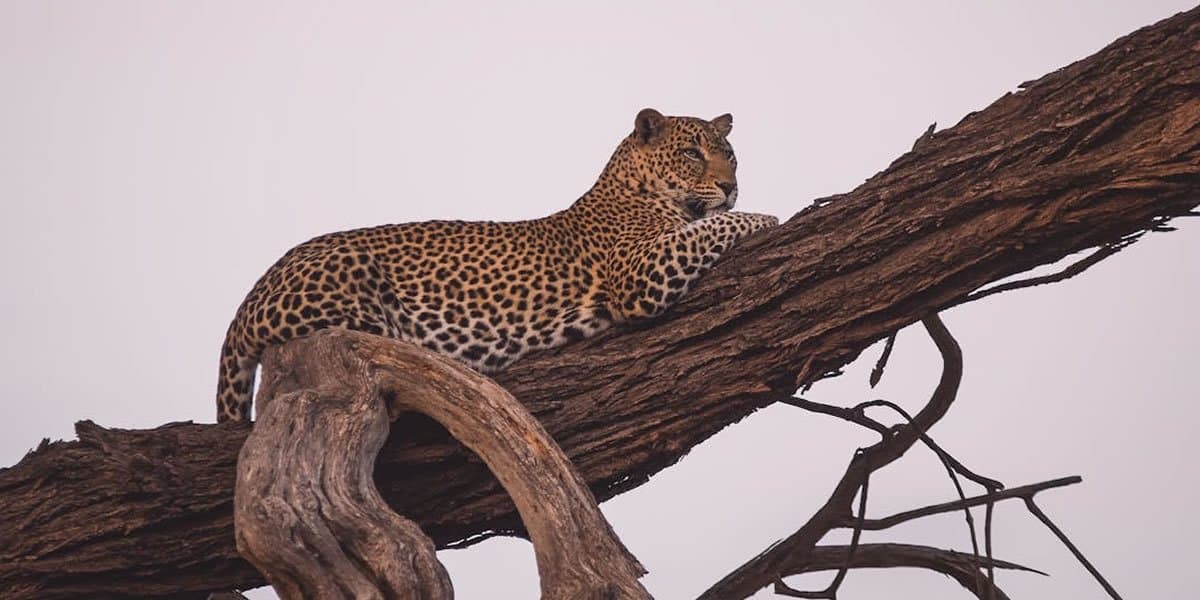 Leopard in Tanzania - felidae, vertebrate