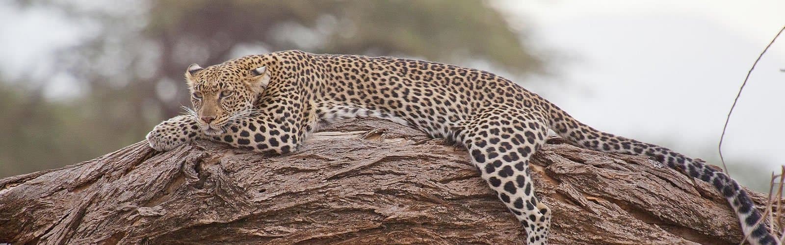 Leopard and Cheetah in Tanzania - felidae, vertebrate
