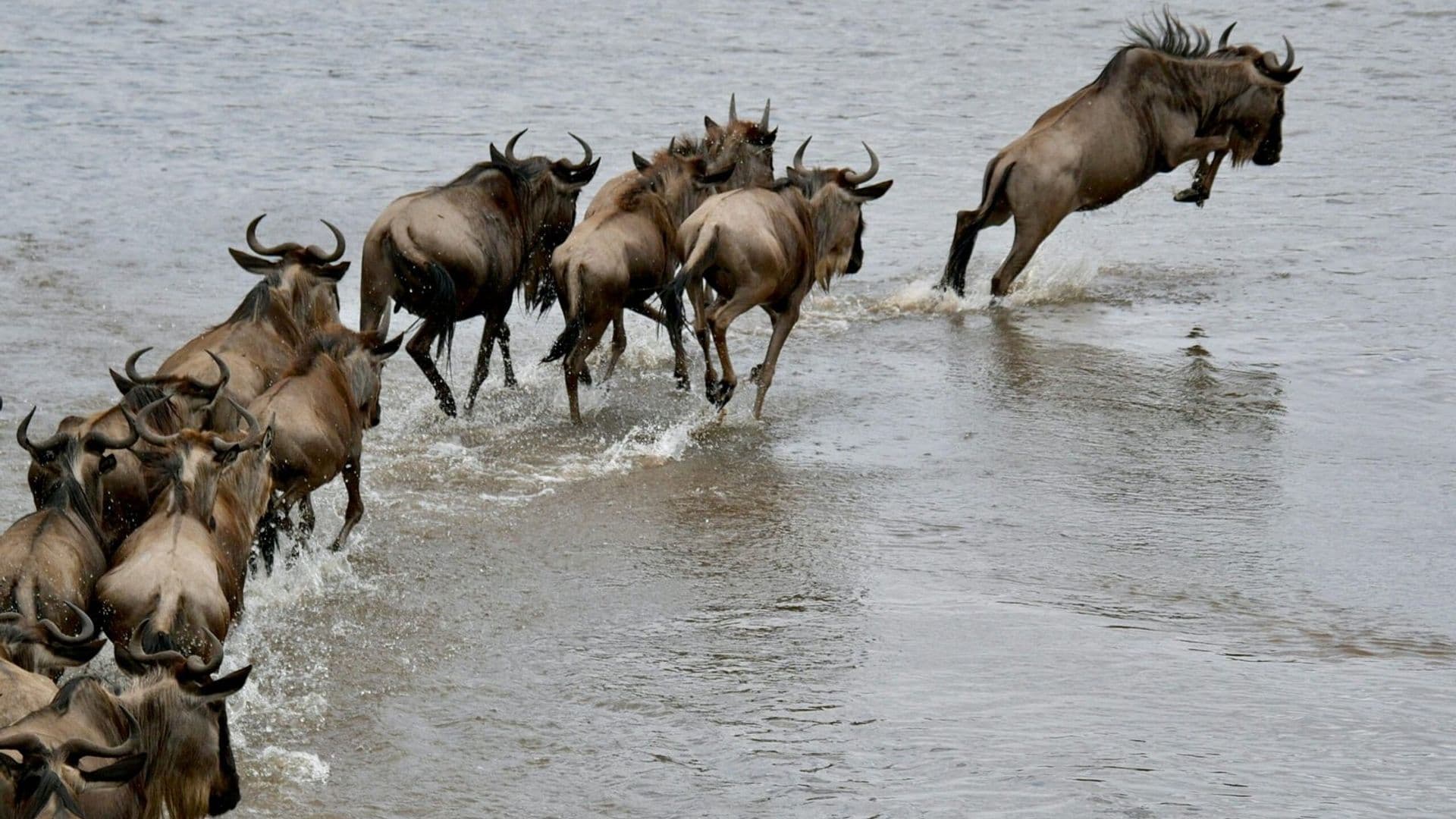 Wildebeest in Tanzania - wildebeest, herd