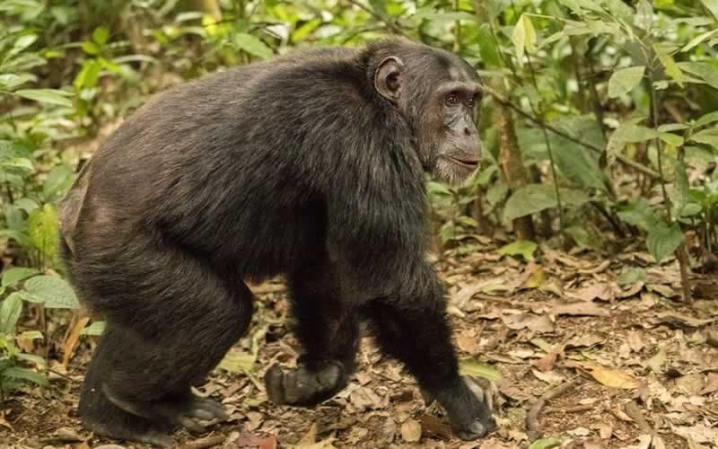 Wildlife in Uganda - primate, natural-environment