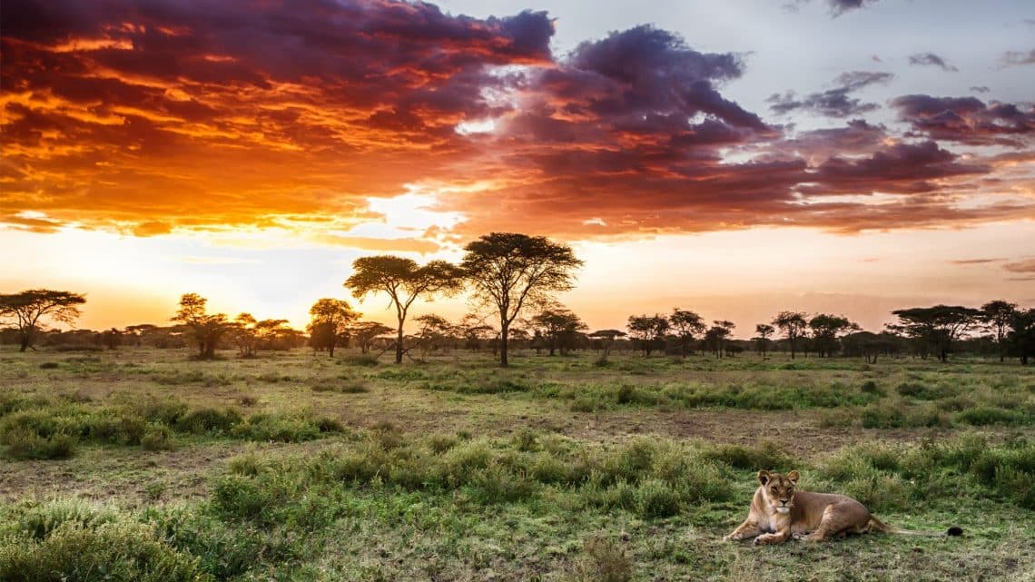 Split view of Maasai Mara golden plains and Serengeti endless grasslands