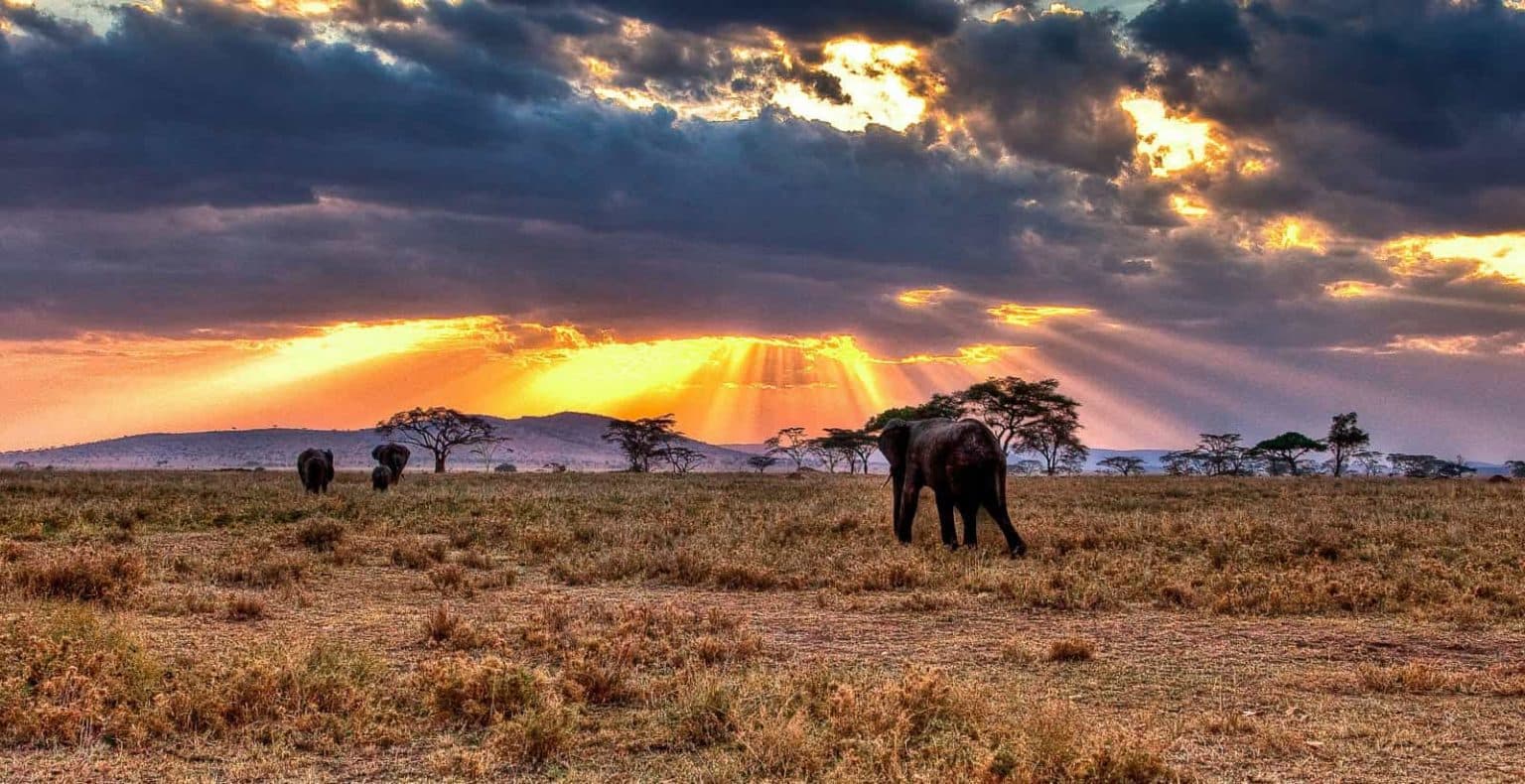 Panoramic view of the Maasai Mara grasslands with migrating wildebeest