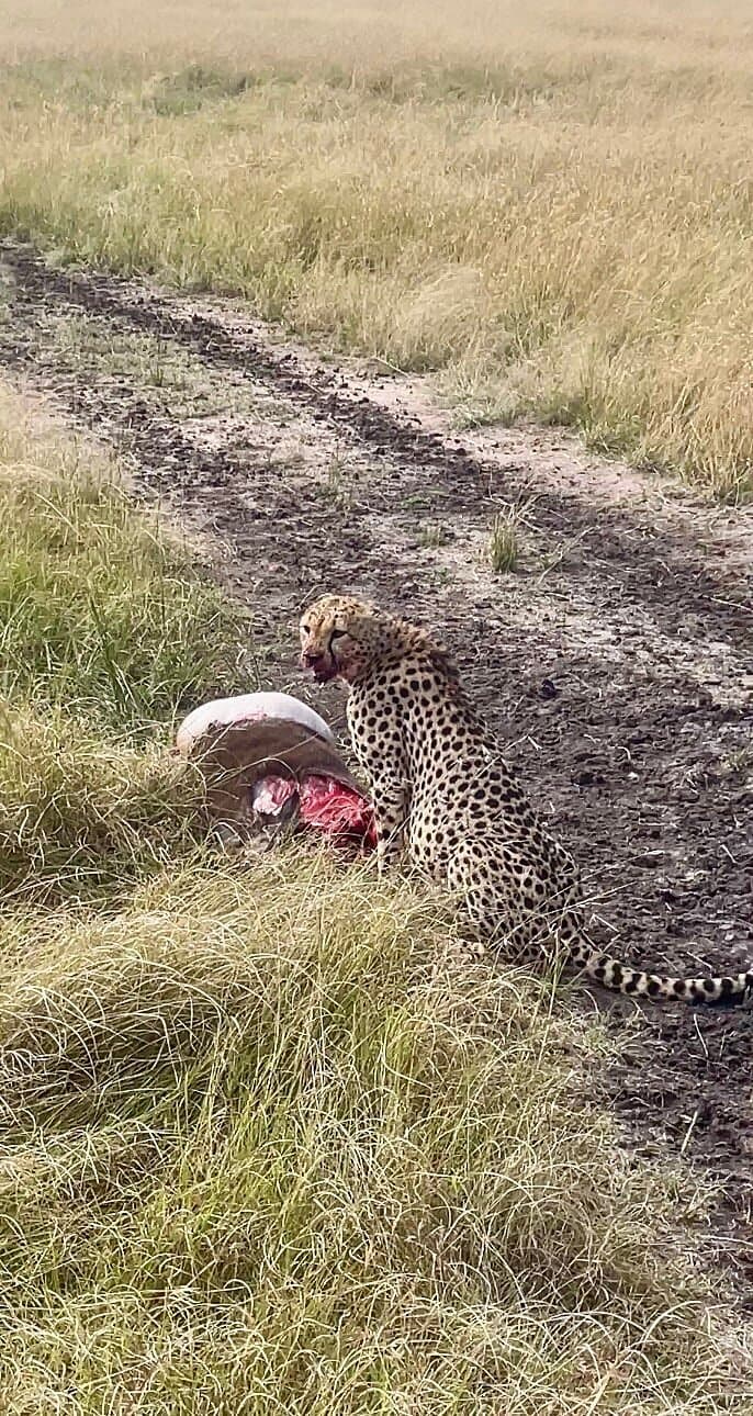 Kenya vs Tanzania Safari
