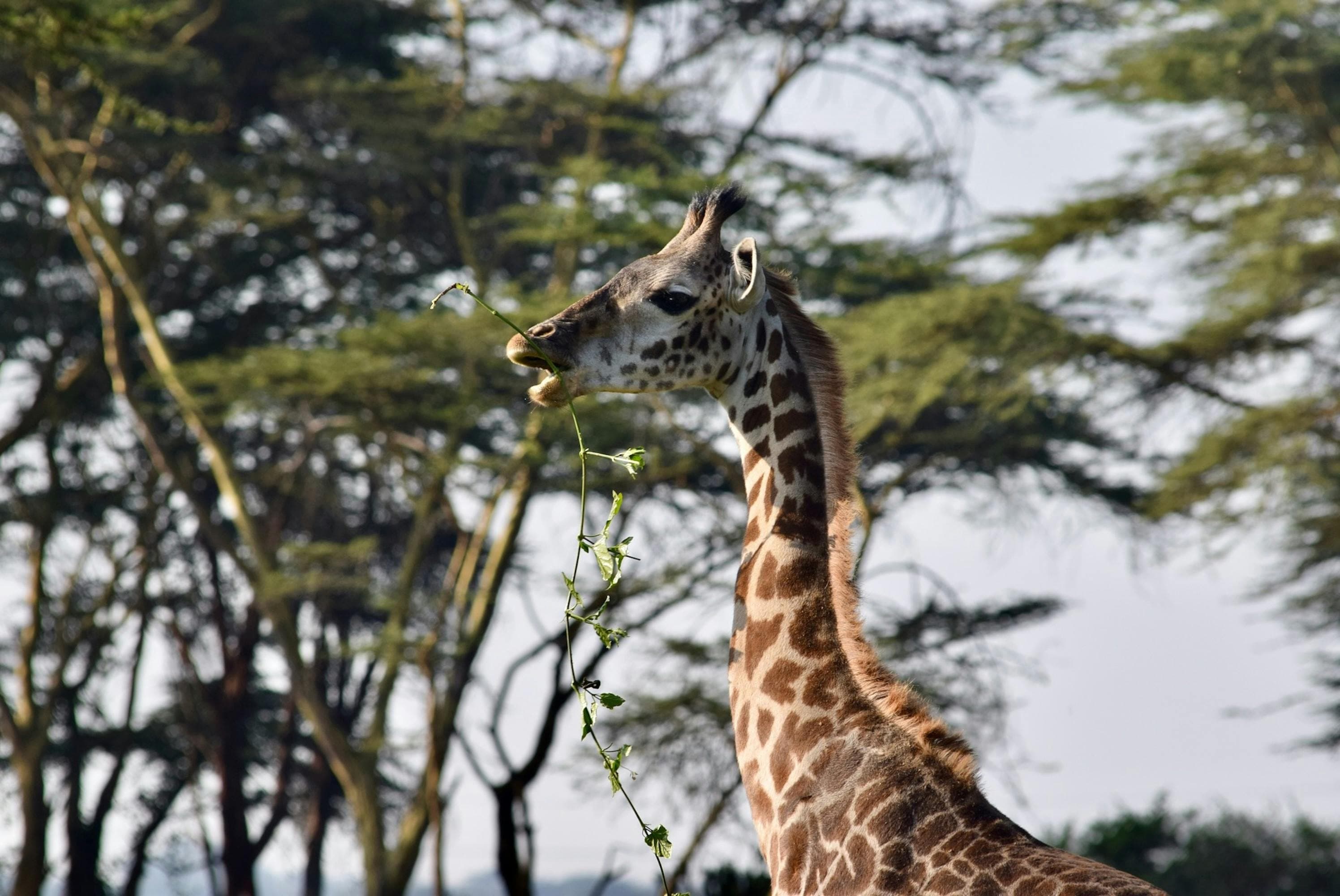 3 Days Masai Mara Safari from Nairobi - Safari landscape