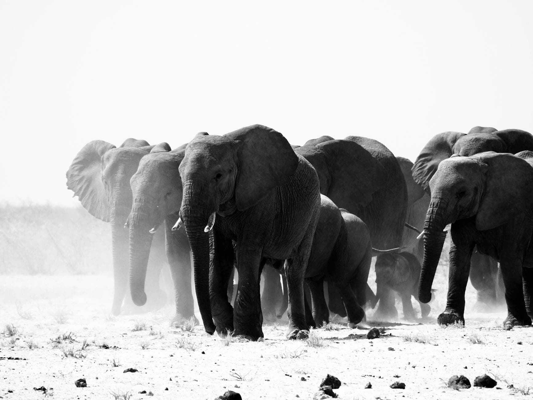 Amboseli - Wildlife