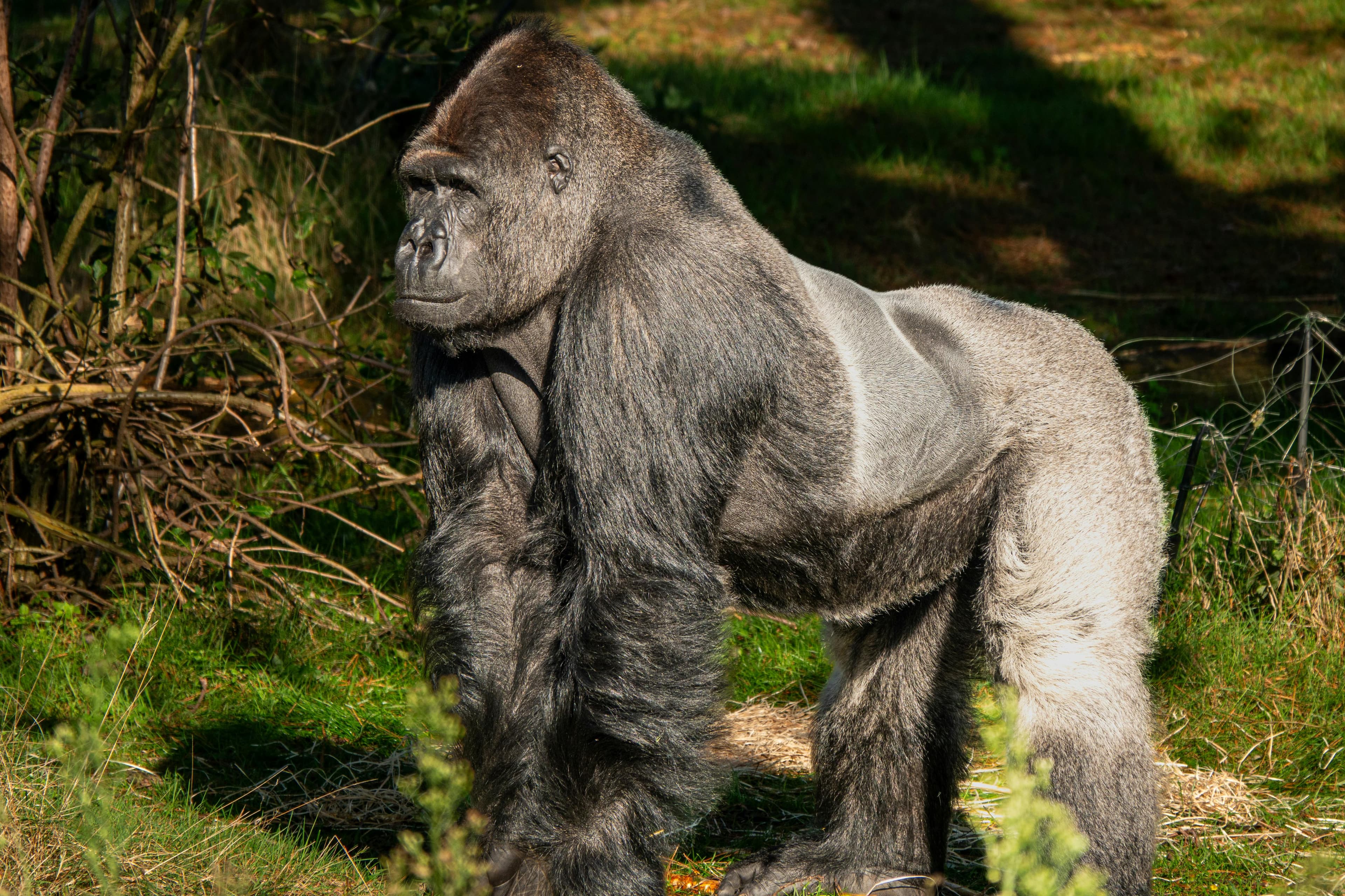 Bwindi Impenetrable Forest - Landscape