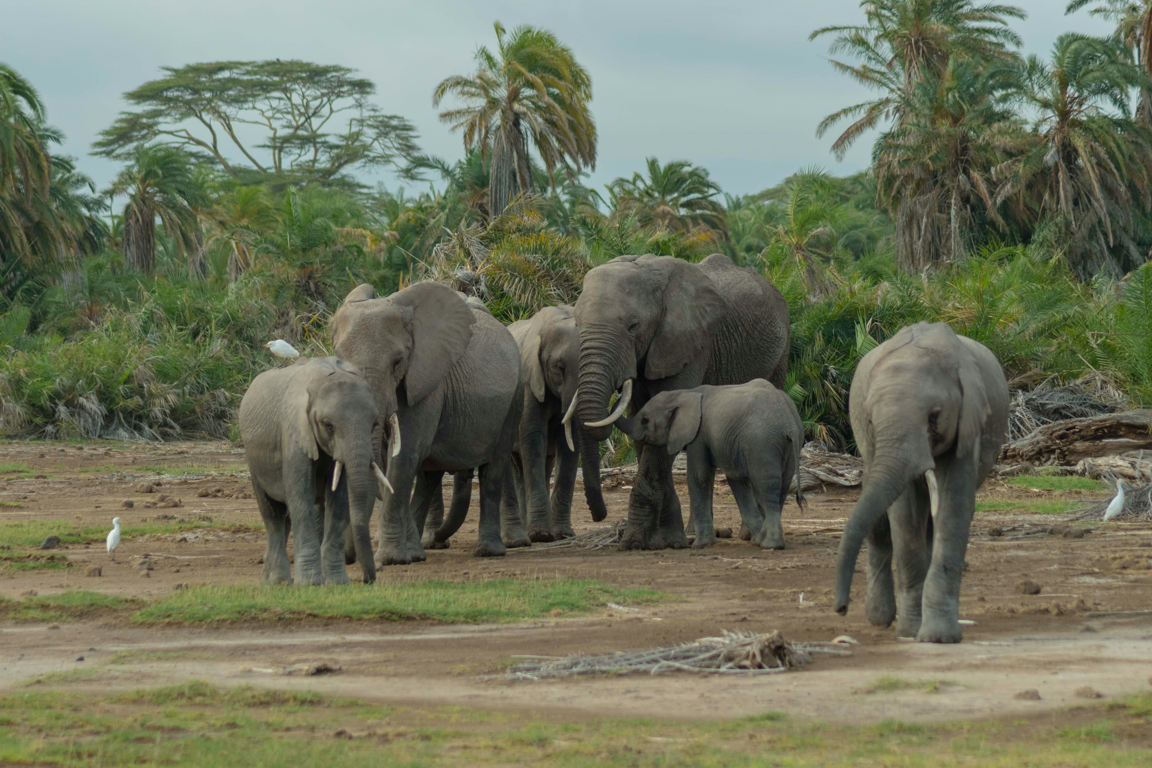elephant-herd-amboseli