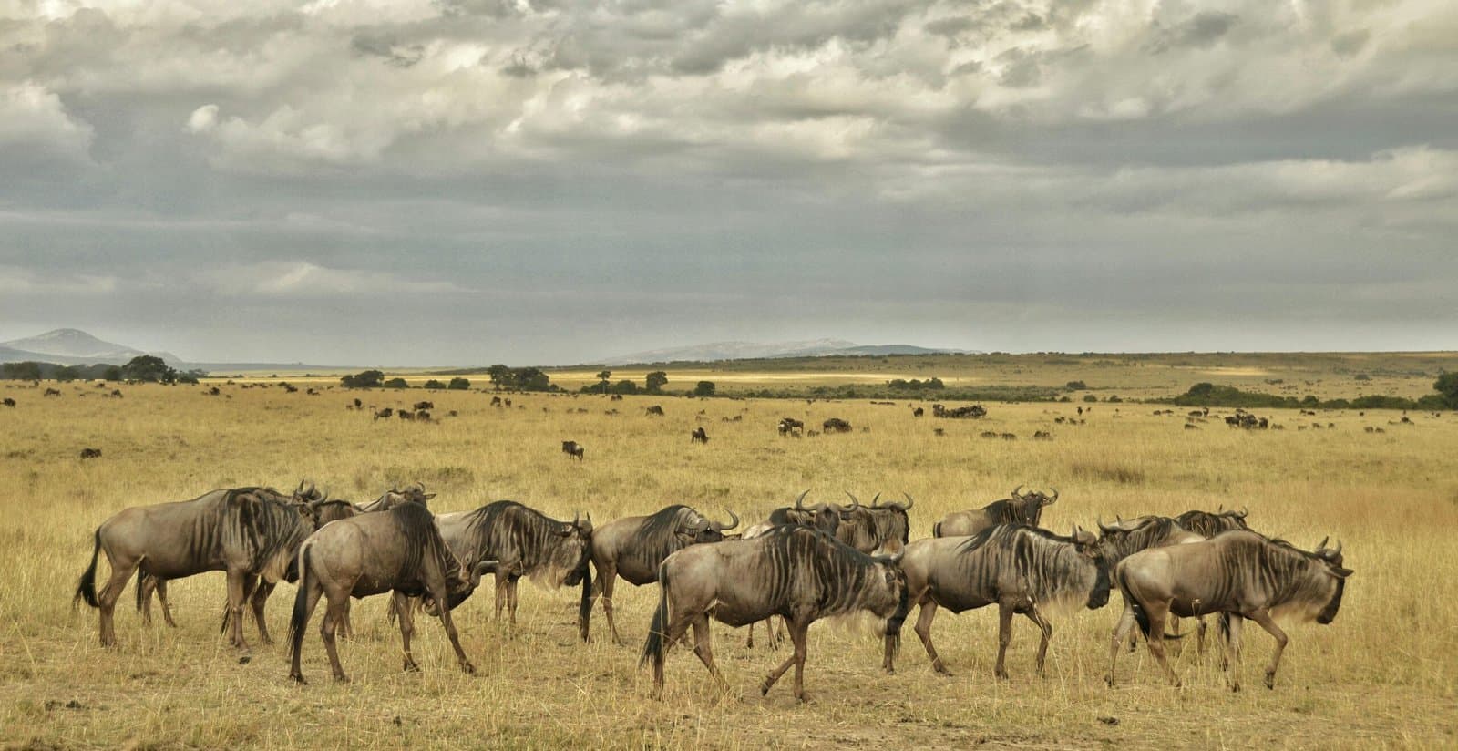 Wildebeest in Kenya - wildebeest, ecoregion