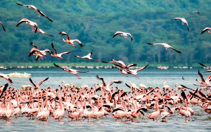 Flamingo in Kenya - bird, phoenicopterus