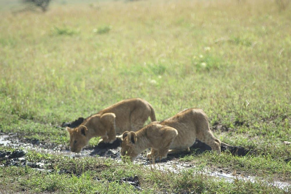 Lion in Kenya - felidae, lion