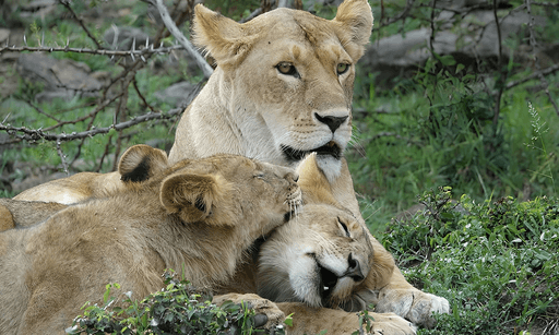 Lion in Kenya - felidae, lion