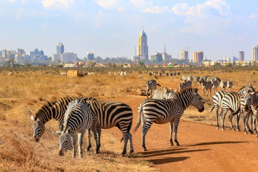 Zebra in Kenya - herd, grassland