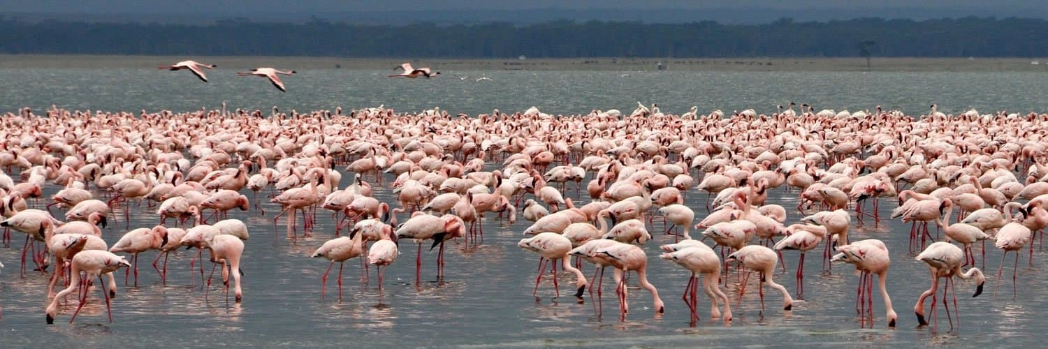 Wildlife in Kenya - vertebrate, bird