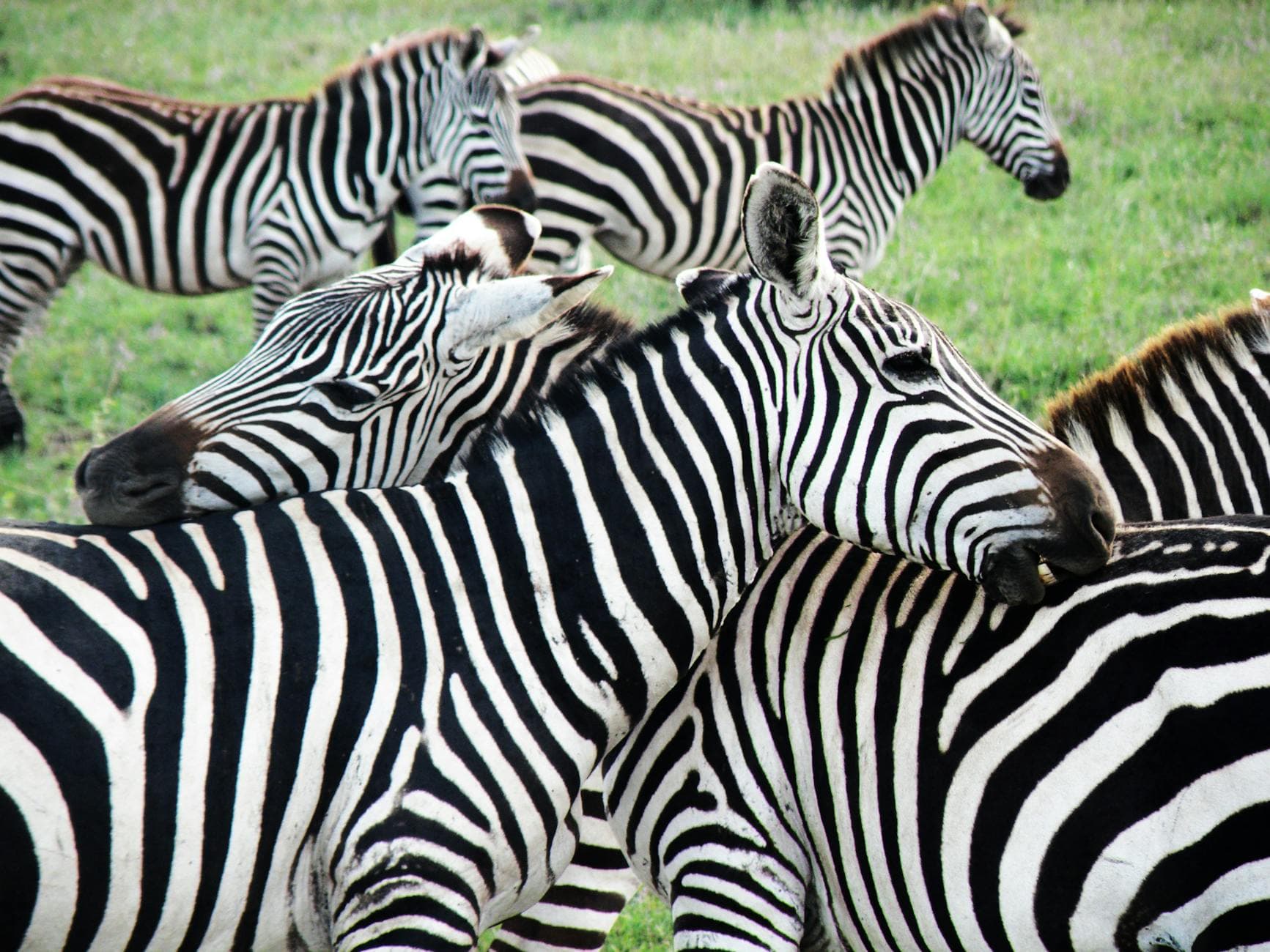 Lake Mburo - Wildlife