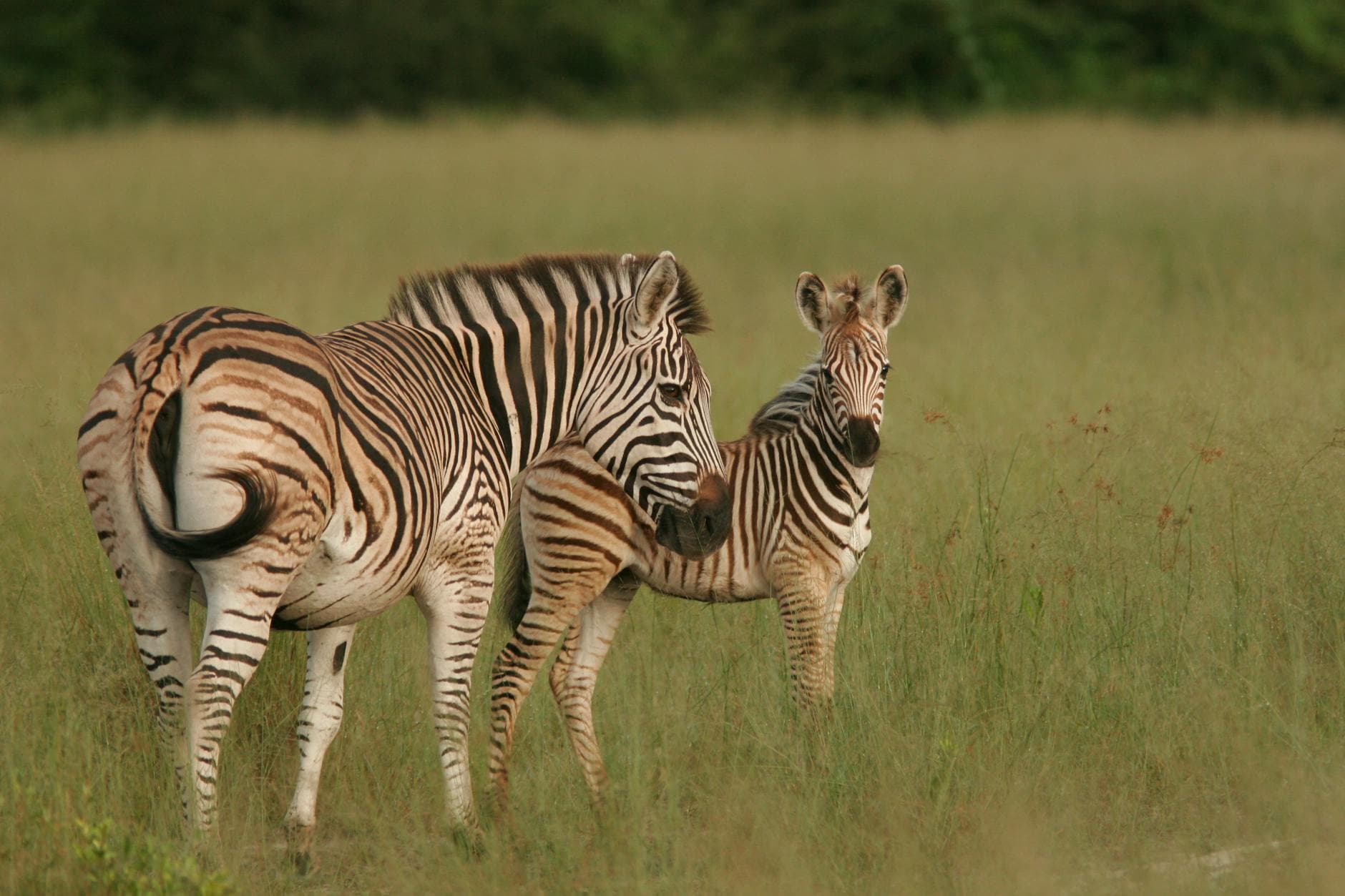 Lake Mburo - Wildlife
