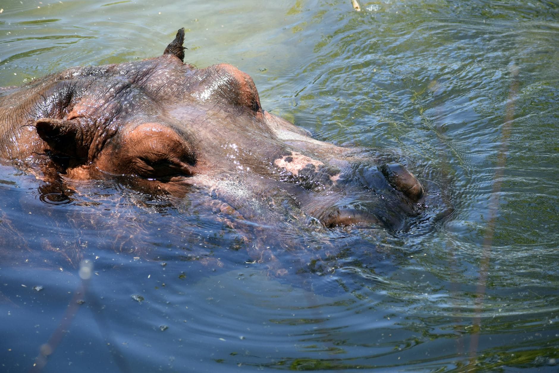 Lake Naivasha - Wildlife