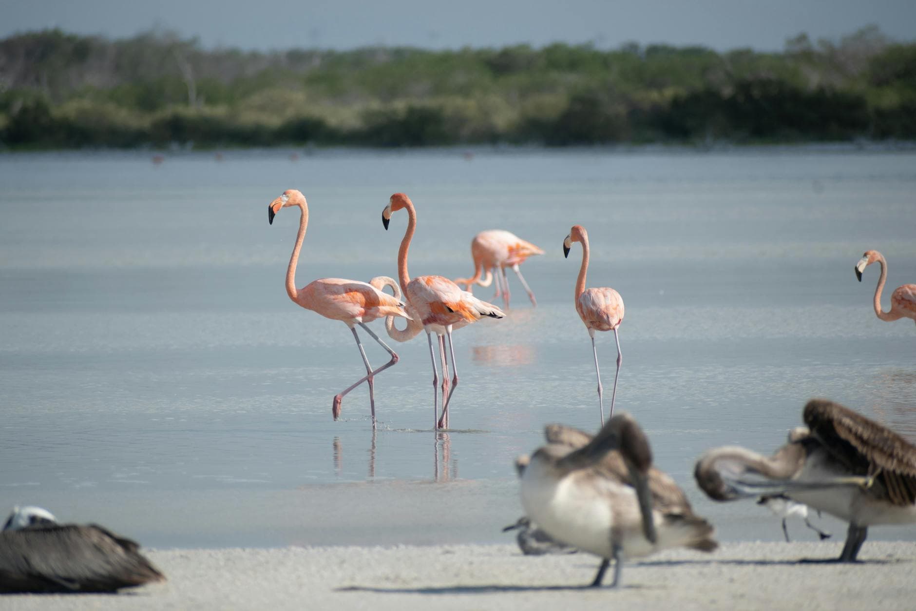 Lake Nakuru - Wildlife