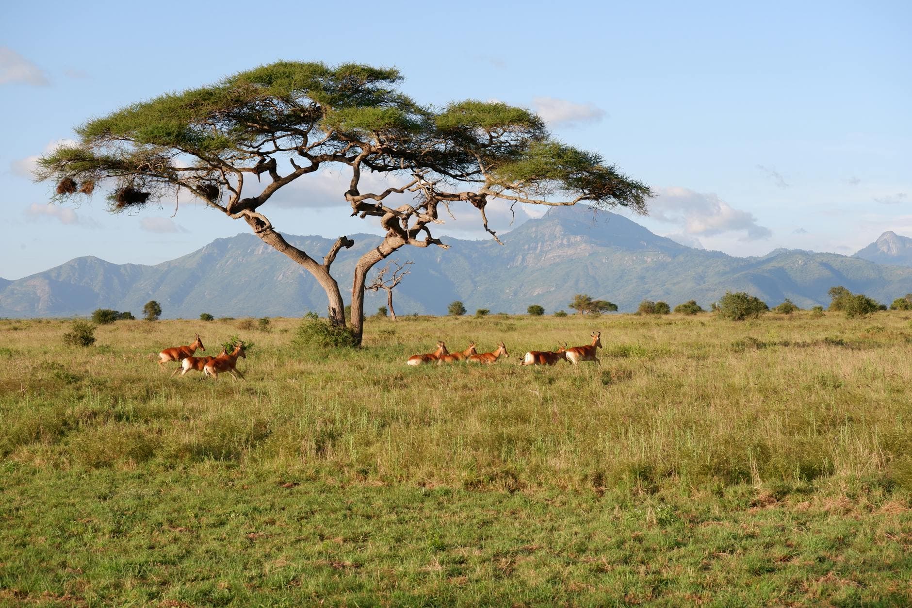 Olorien Mara Camp - Landscape