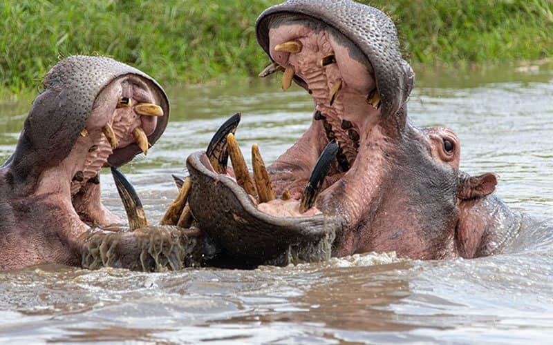 Hippo in Tanzania - facial-expression, tooth