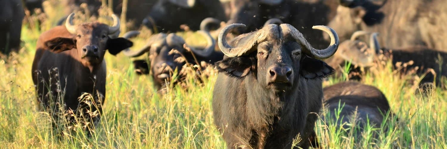 Wildlife in Tanzania - working-animal, bovinae