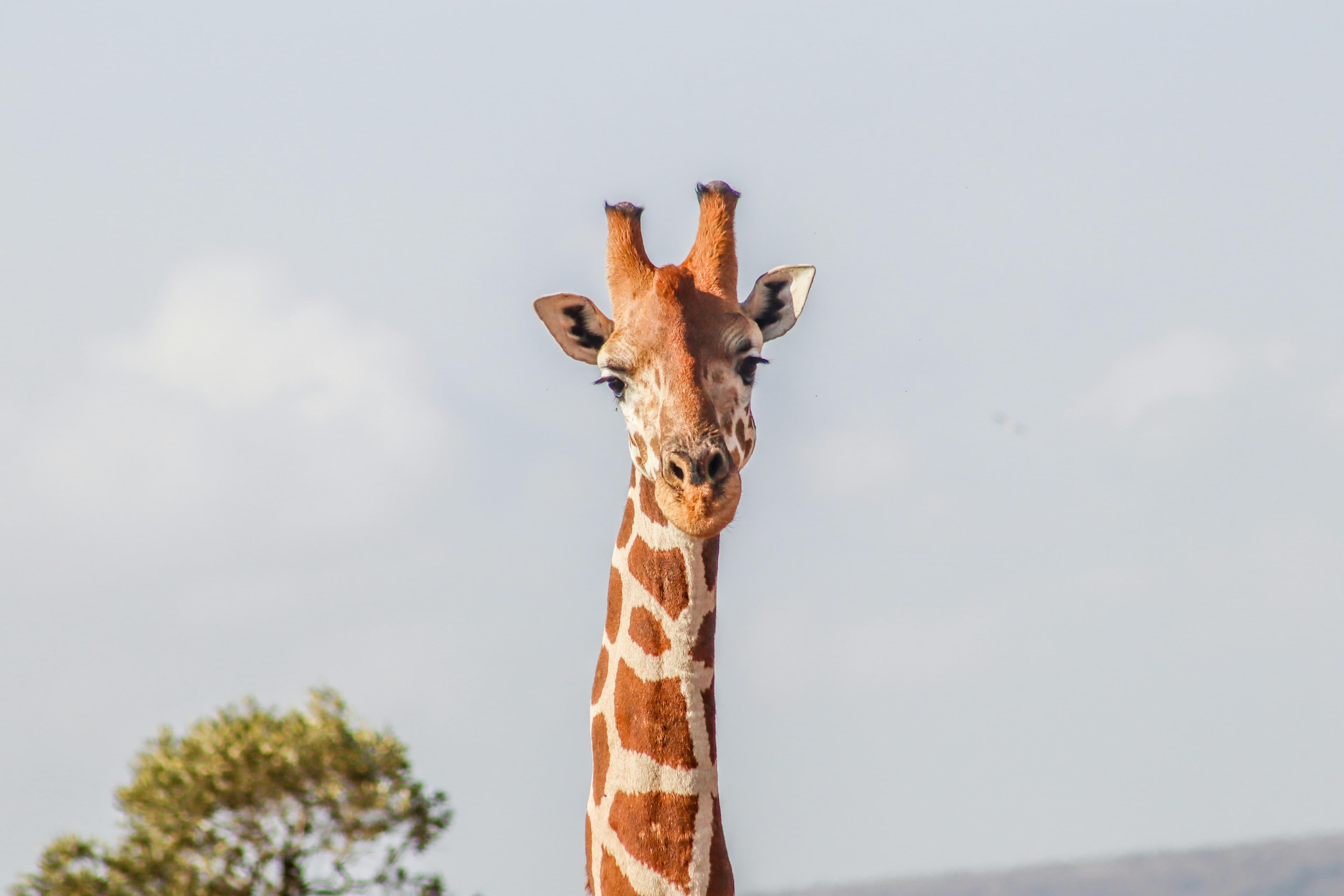 12-Day Kenya & Tanzania Safari - Day 11