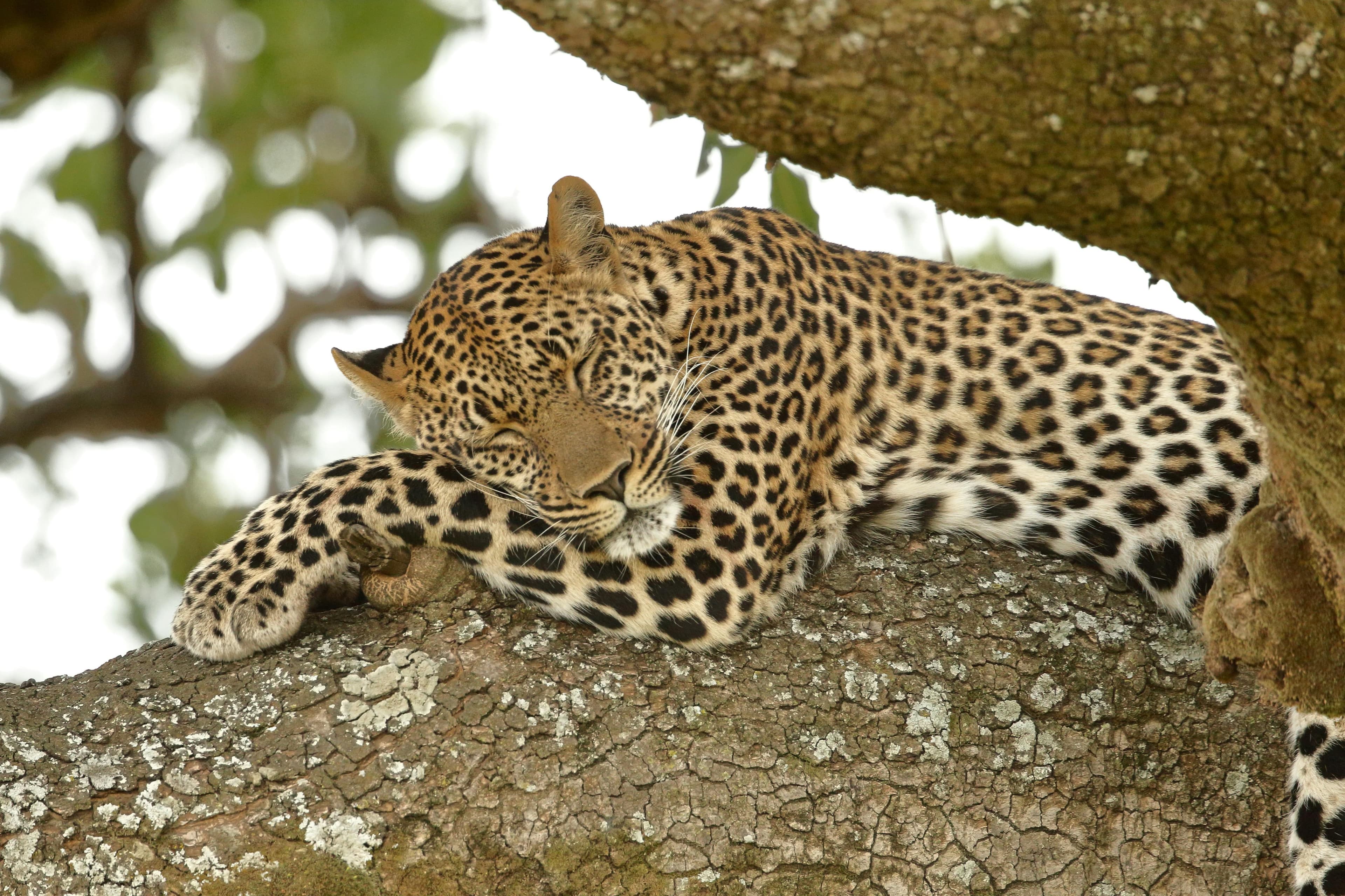 12-Day Kenya & Tanzania Safari - Day 4