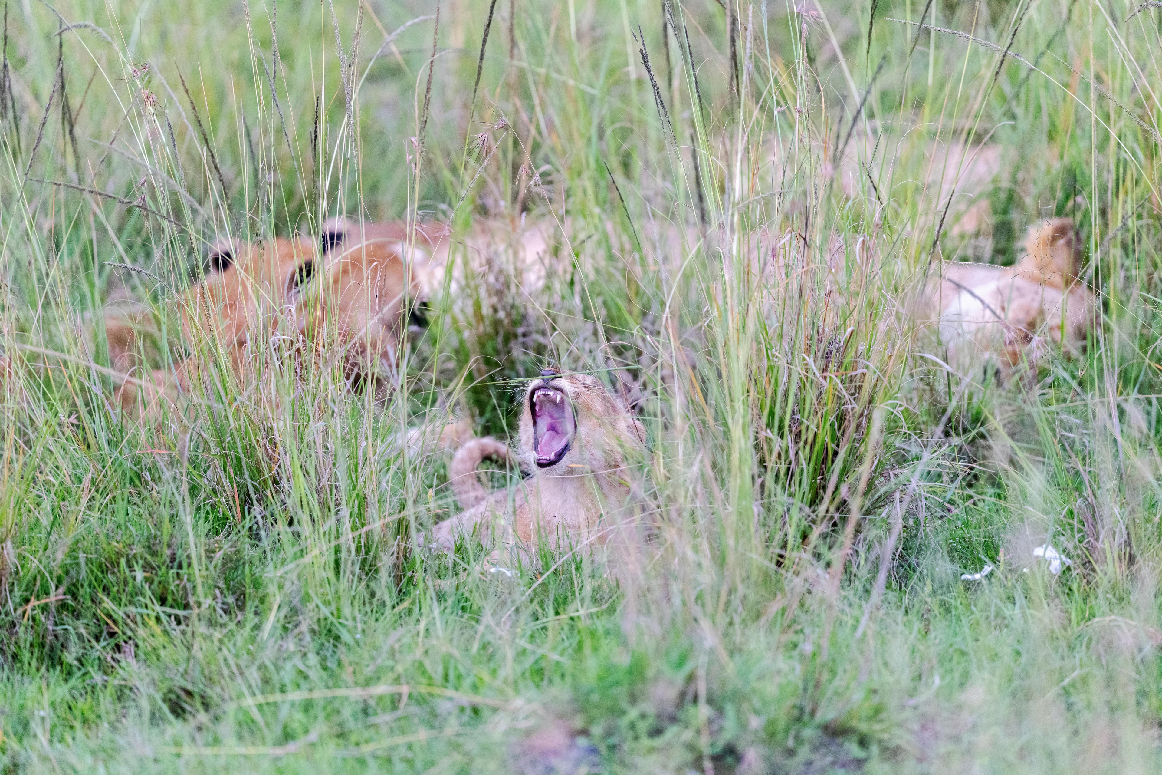 12-Day Kenya & Tanzania Safari - Day 5