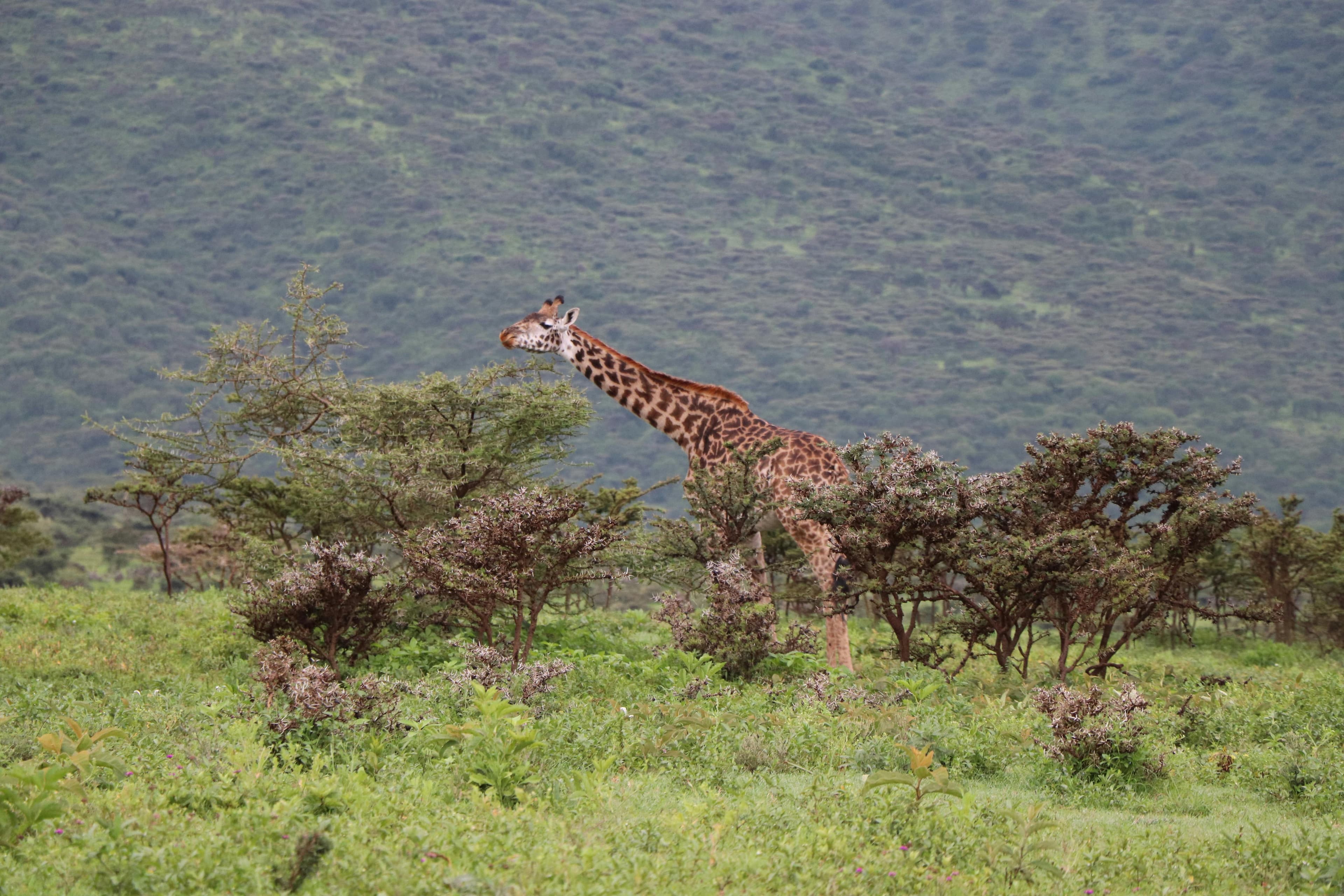 12-Day Kenya & Tanzania Safari - Day 6