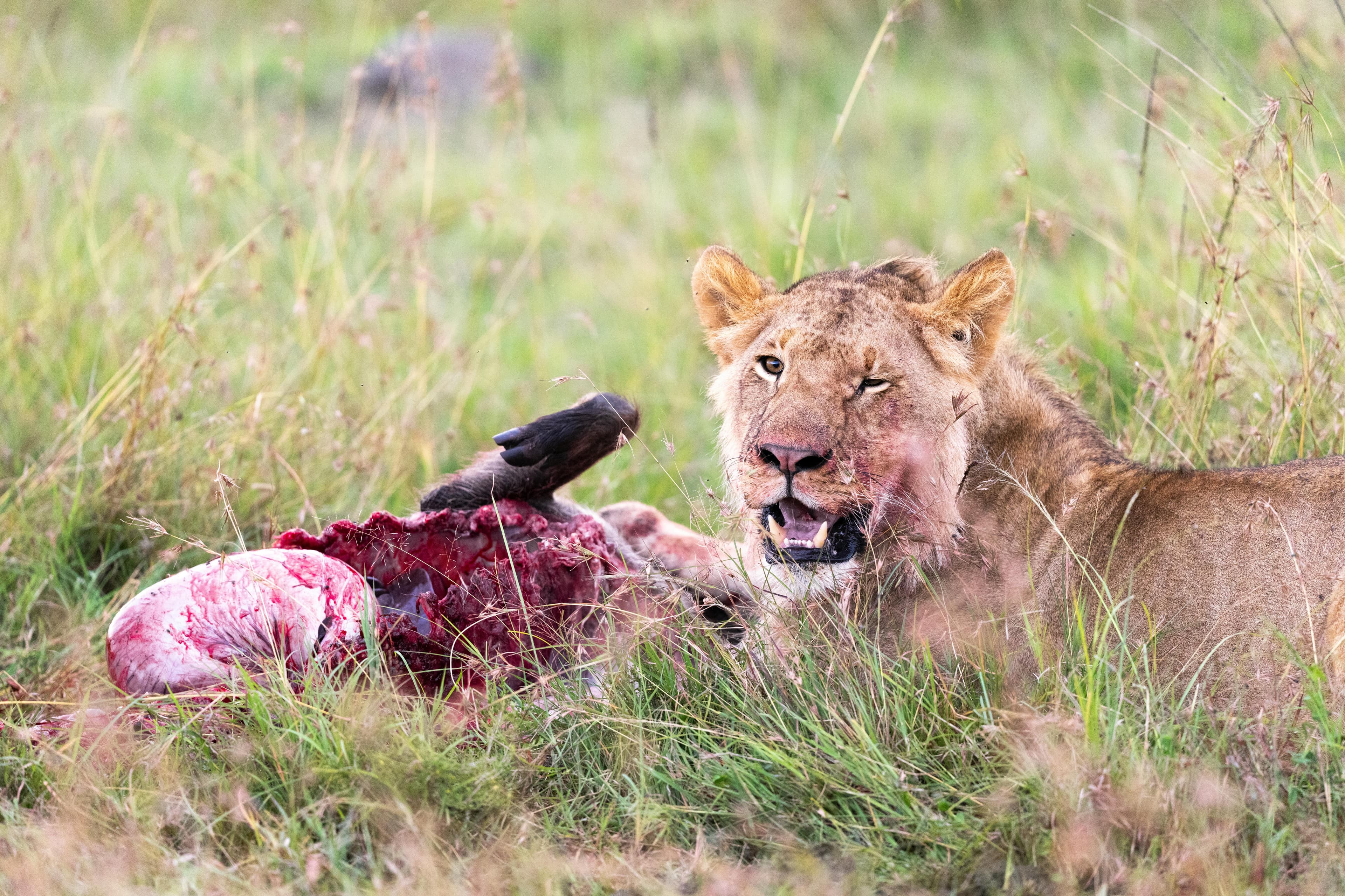 2-day Maasai Mara safari - Day 1