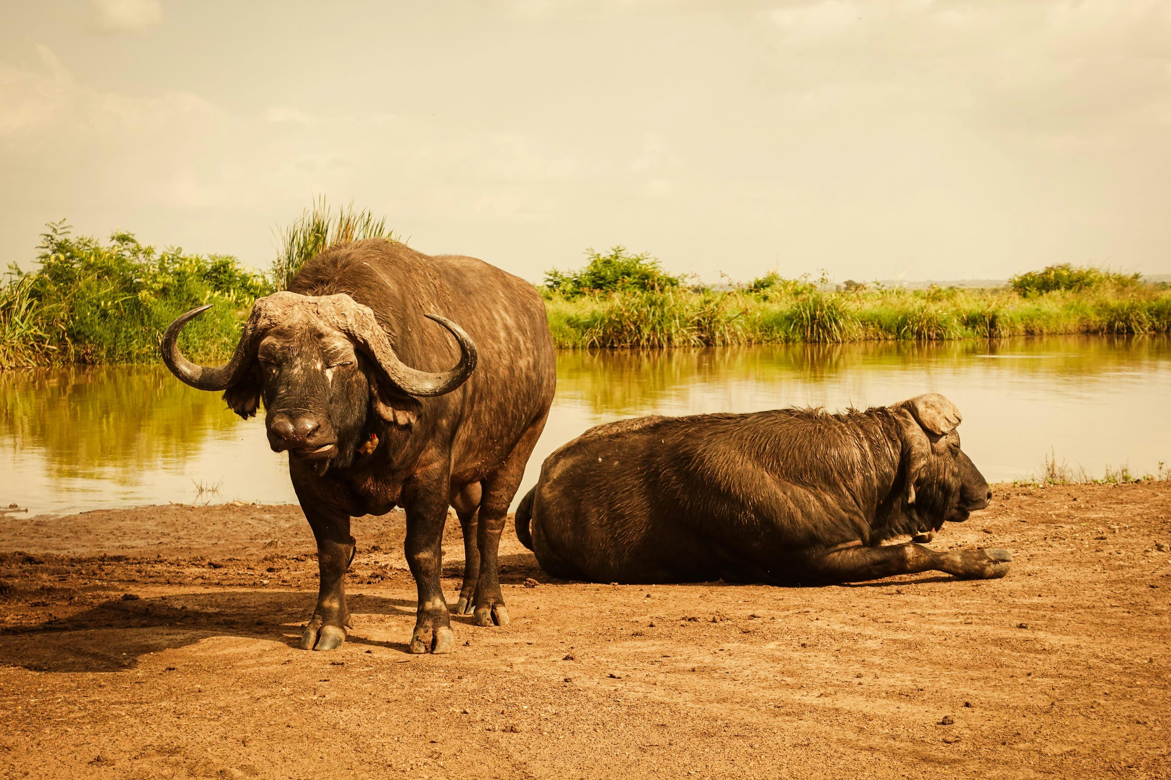 2 Days Amboseli National park safari - Day 1
