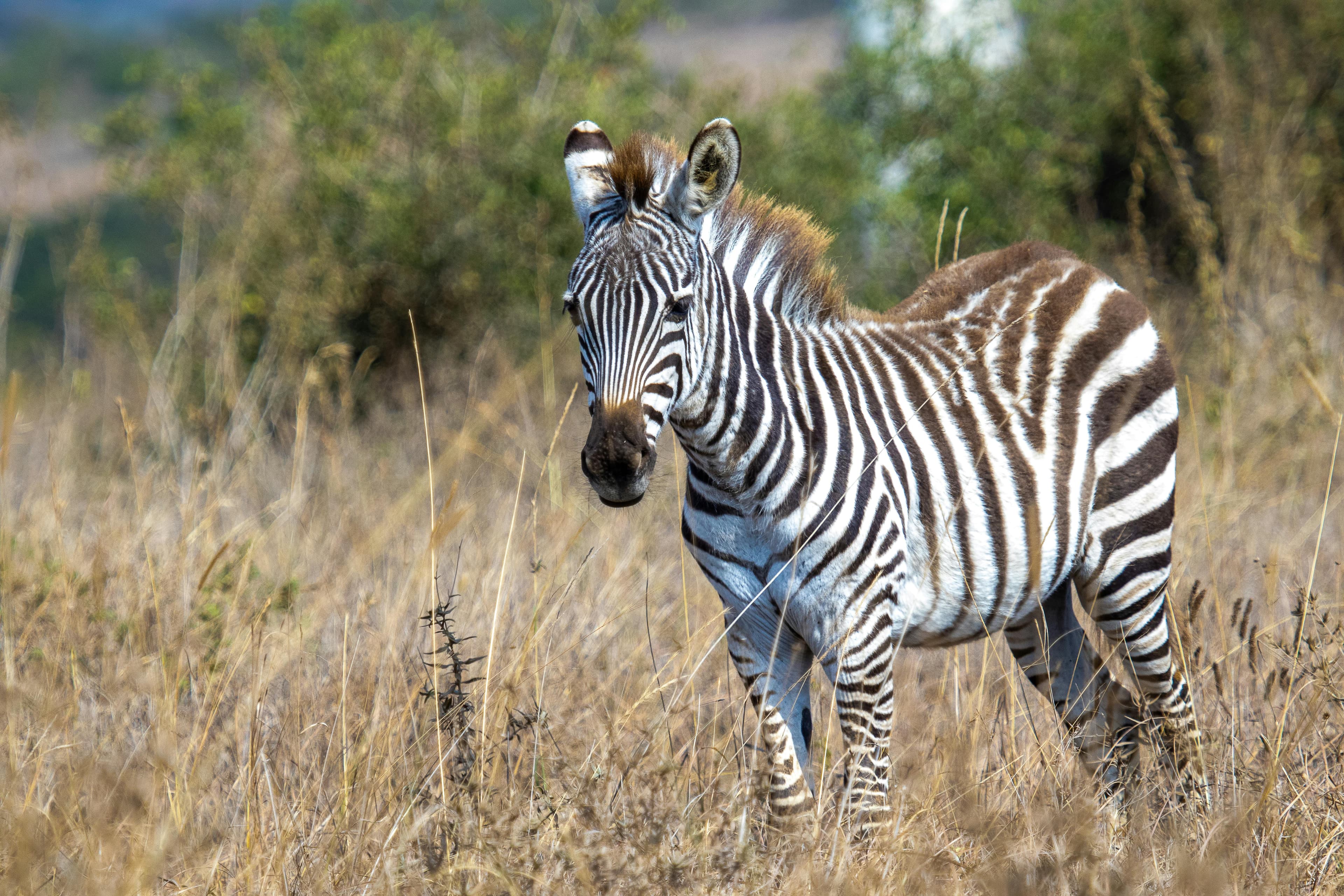 2 Days Amboseli National park safari - Day 2