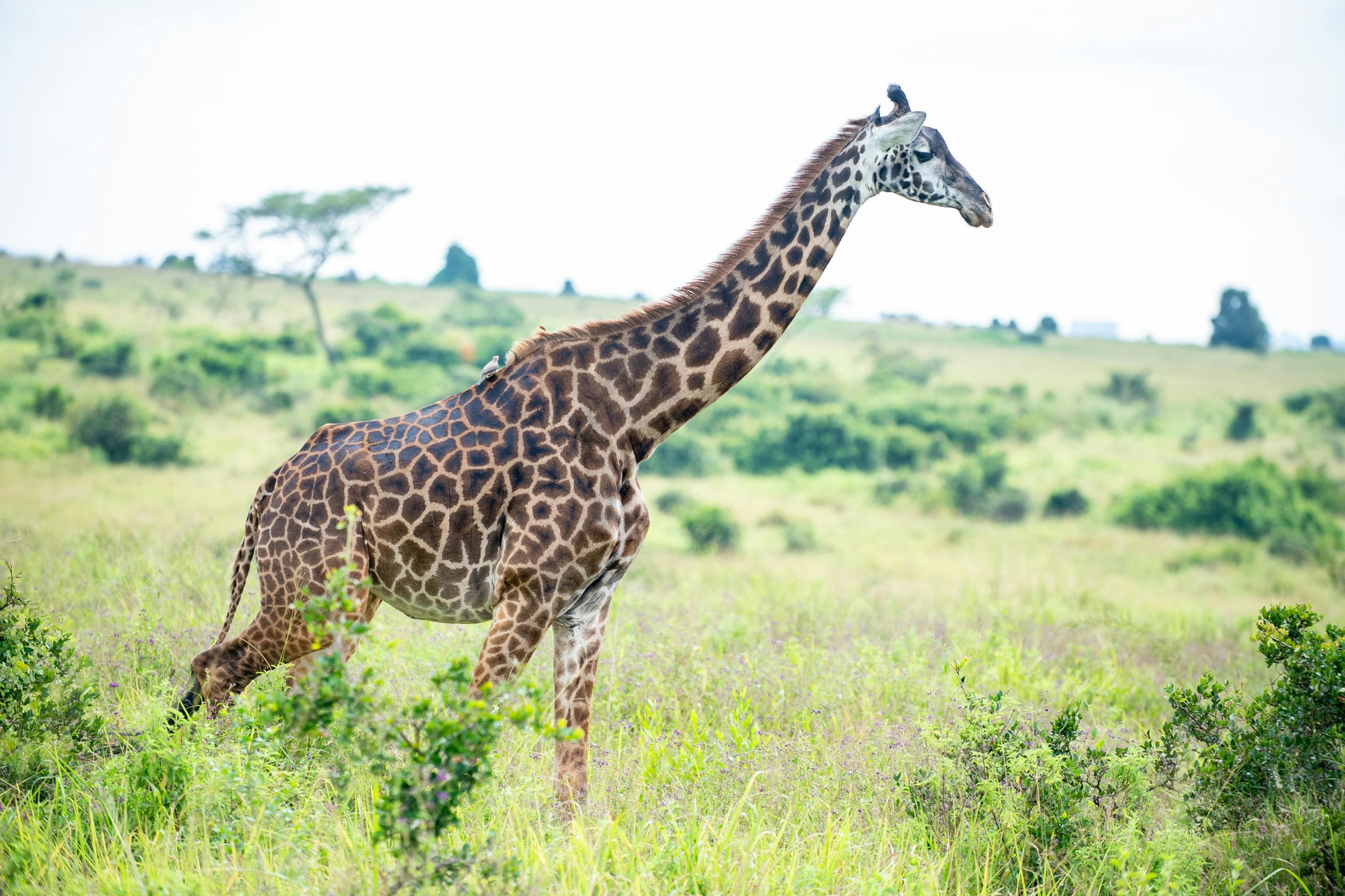2 Nights Maasai Mara Fly-in Safari from Nairobi - Safari landscape