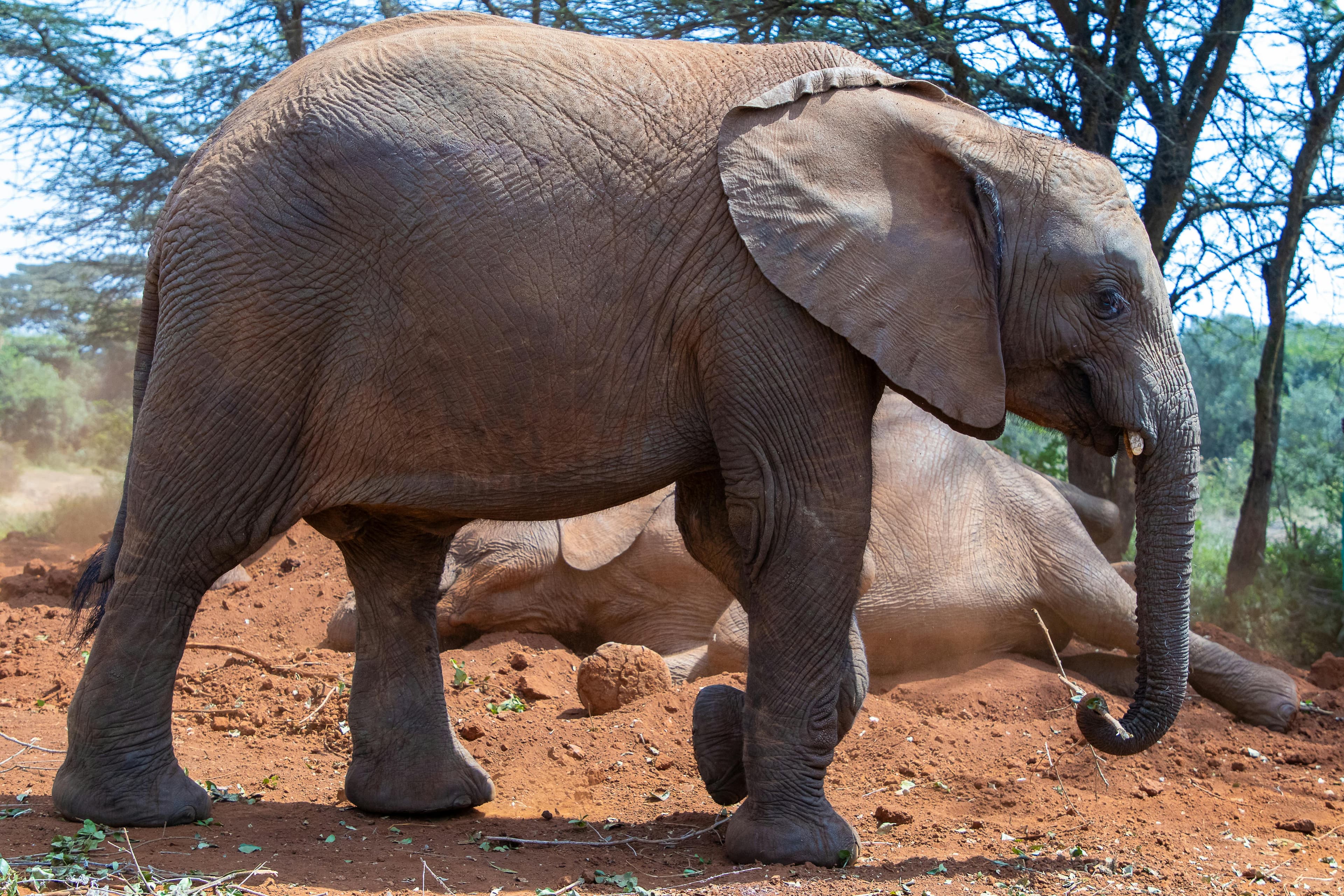 3 Days Aberdare & Ol Pejeta Safari - Day 3