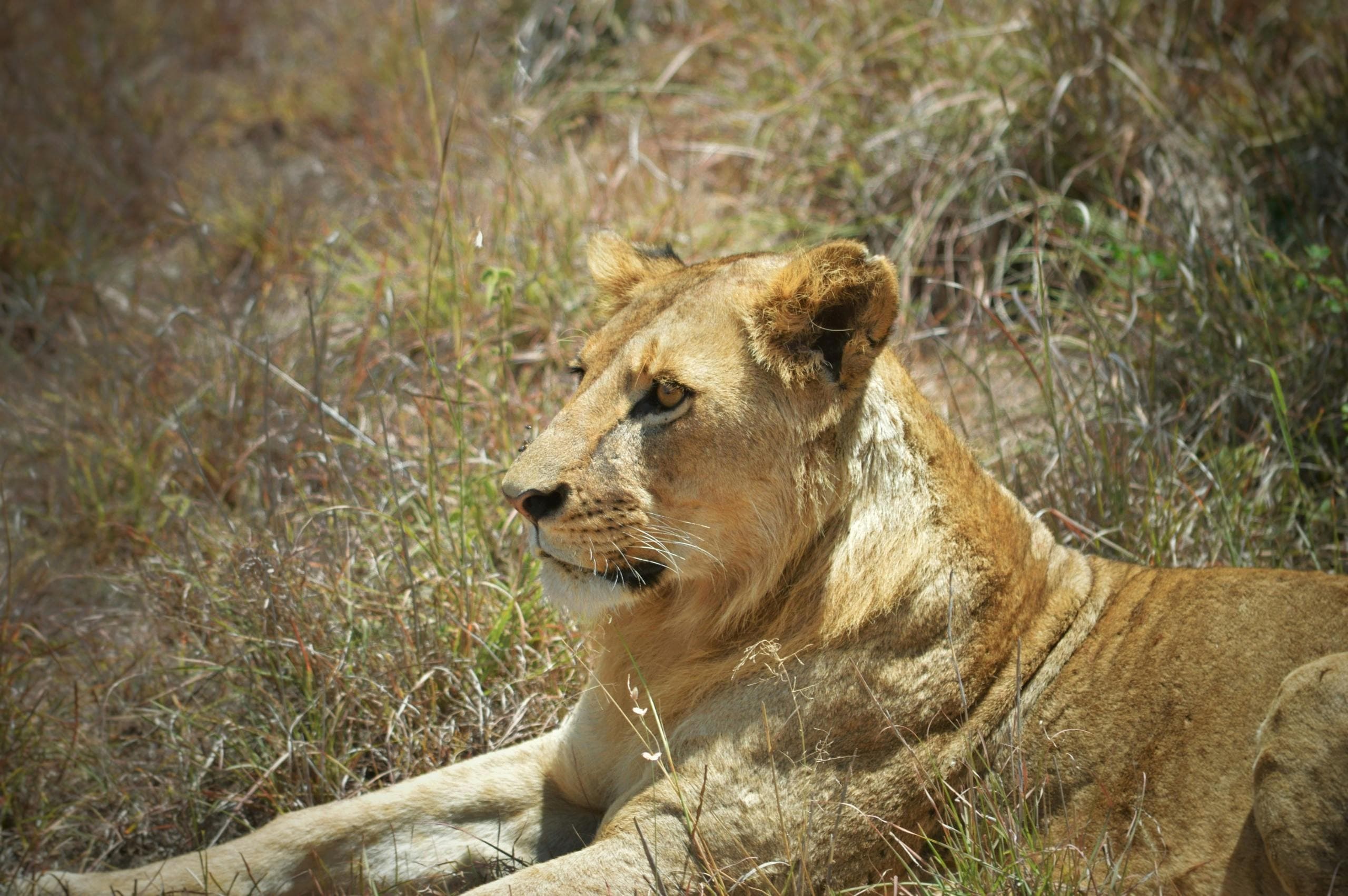 2 Nights Maasai Mara Flying Safari from Nairobi - Day 1