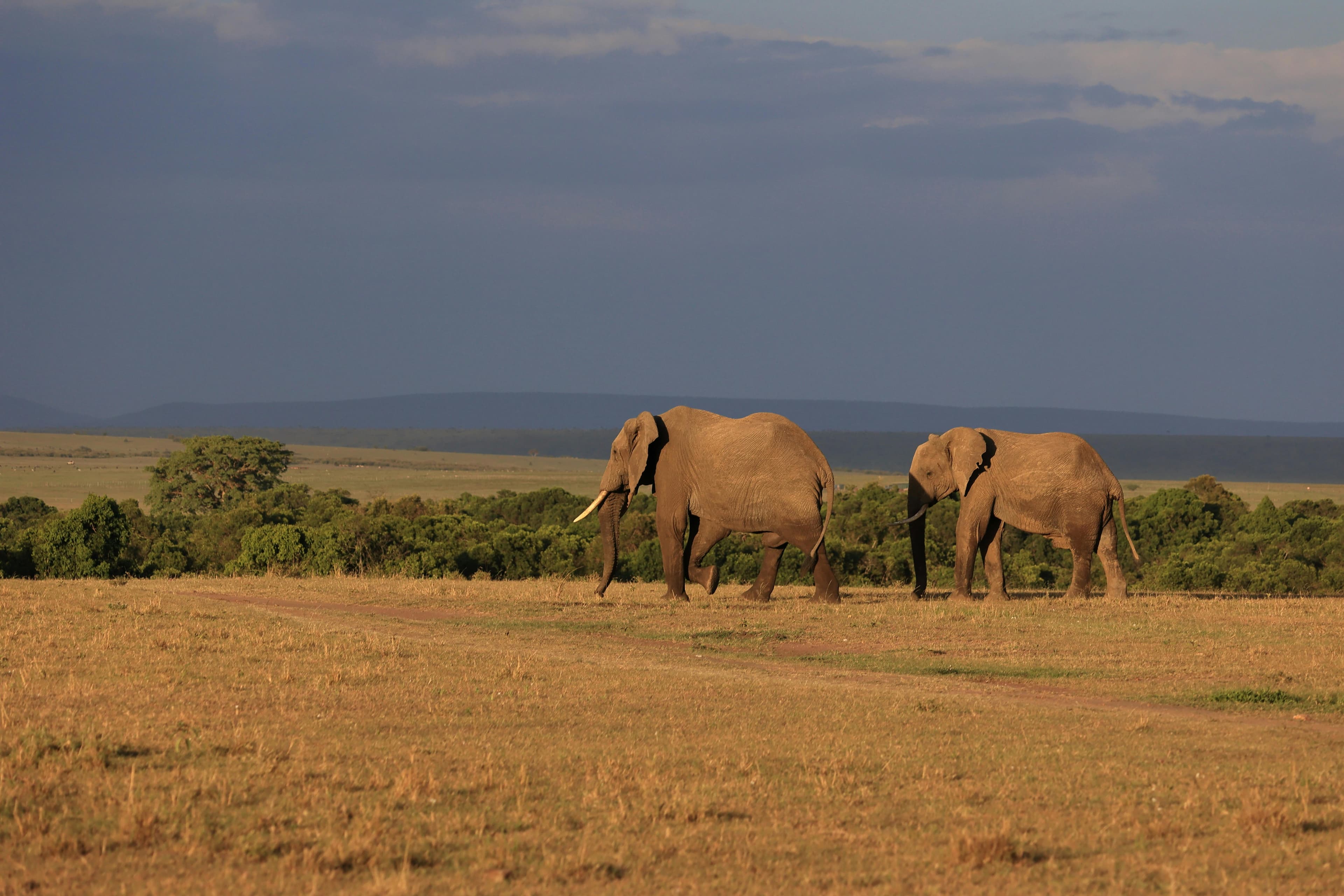 2 Nights Maasai Mara Flying Safari from Nairobi - Day 3